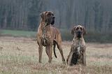 DOGUE ALLEMAND 664